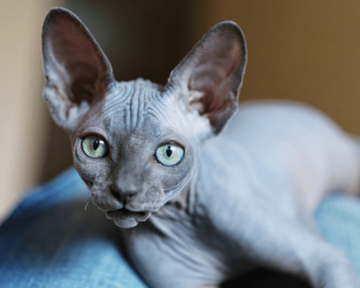 Sphynx Kittens